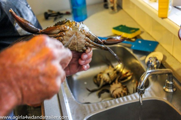 Bundaberg Mud Crab, the killing